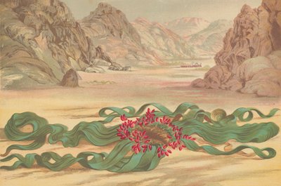 Welwitschia Mirabilis, Plant of South West Africa by English School